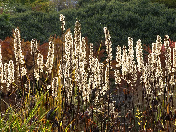 465204 - Leopard plant (Ligularia stenocephala 'Weihenstephan')
