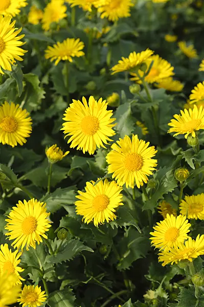 483344 - Leopard's bane (Doronicum orientale 'Goldzwerg')
