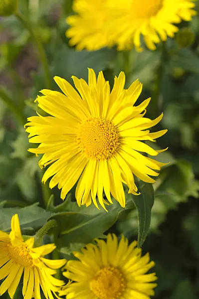 483345 - Leopard's bane (Doronicum orientale 'Goldzwerg')