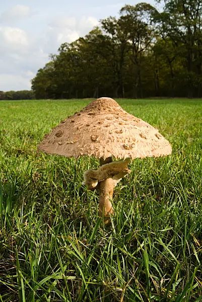672048 - Lépiote élevée (Macrolepiota procera)