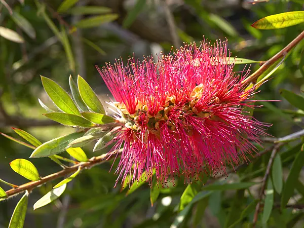 438290 - Lesser bottlebrush (Callistemon phoeniceus)