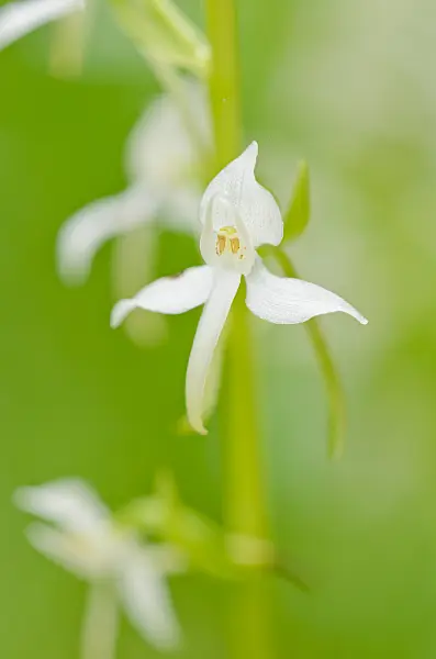 557062 - Lesser butterfly orchid (Platanthera bifolia)
