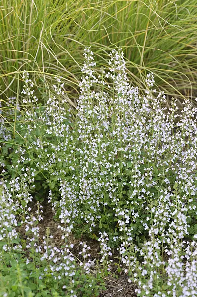 476209 - Lesser calamint (Calamintha nepeta)