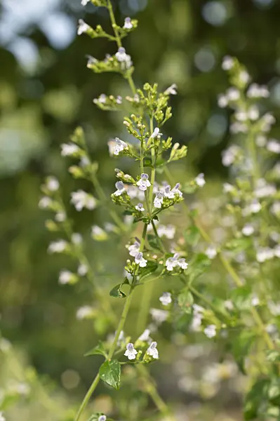 511205 - Lesser calamint (Calamintha nepeta)