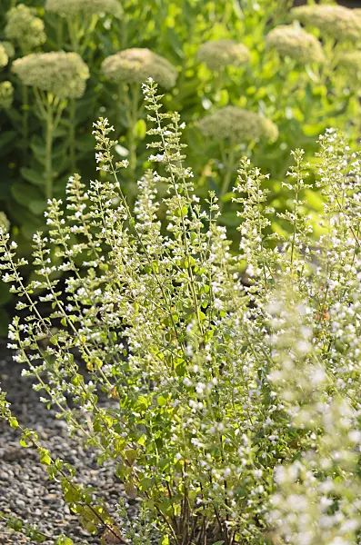 535026 - Lesser calamint (Calamintha nepeta)