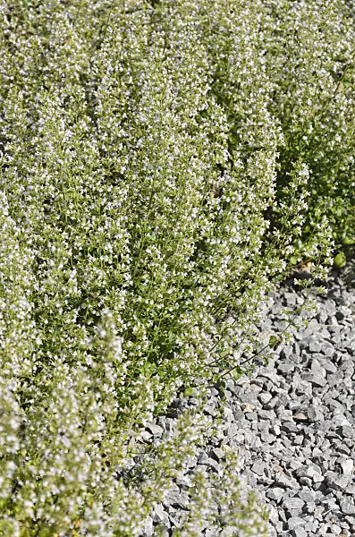 535060 - Lesser calamint (Calamintha nepeta)