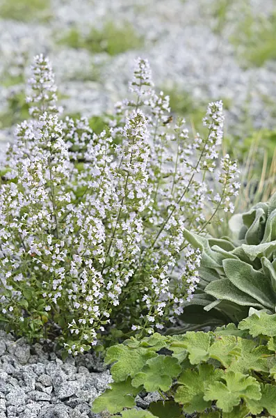 536124 - Lesser calamint (Calamintha nepeta)