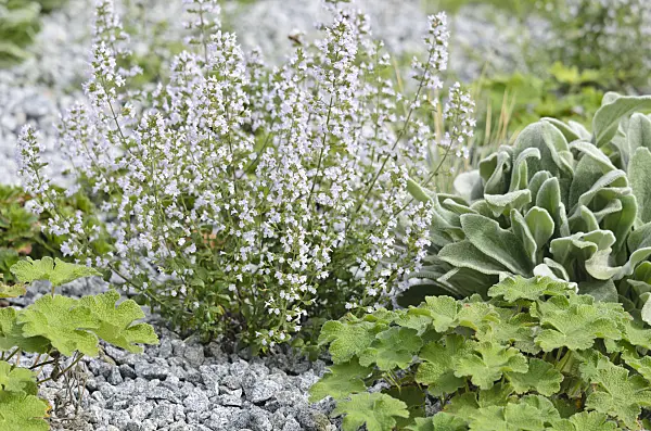 536125 - Lesser calamint (Calamintha nepeta)