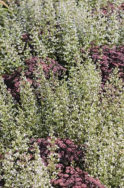 535149 - Lesser calamint (Calamintha nepeta) and stonecrop (Sedum)