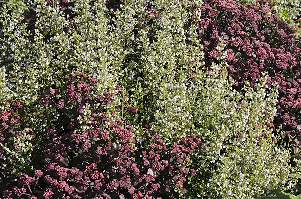 535150 - Lesser calamint (Calamintha nepeta) and stonecrop (Sedum)