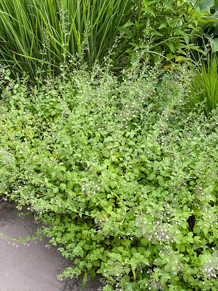 462061 - Lesser calamint (Calamintha nepeta 'Blue Cloud')