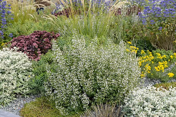 593041 - Lesser calamint (Calamintha nepeta 'Triumphator')