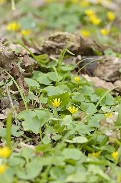507119 - Lesser celandine (Ficaria verna syn. Ranunculus ficaria)