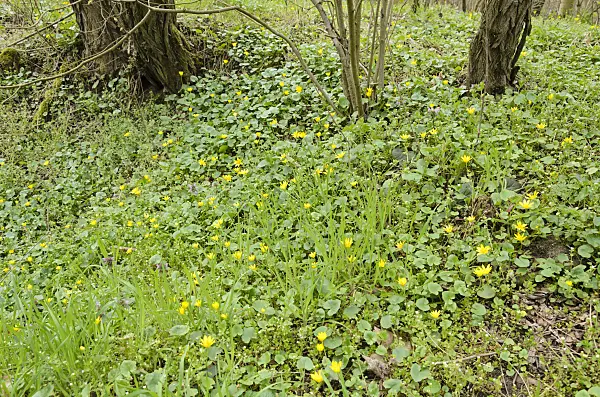 555032 - Lesser celandine (Ficaria verna syn. Ranunculus ficaria)