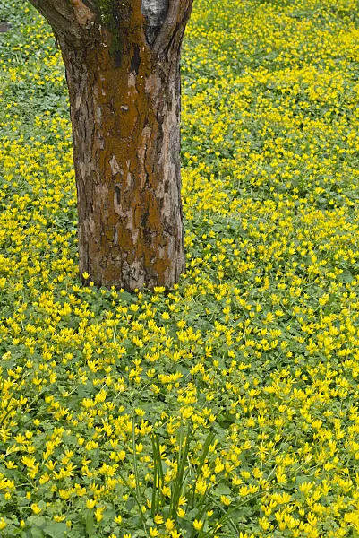 555114 - Lesser celandine (Ficaria verna syn. Ranunculus ficaria)