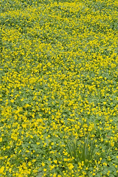 555115 - Lesser celandine (Ficaria verna syn. Ranunculus ficaria)