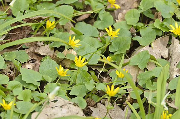 507118 - Lesser celandine (Ficaria verna syn. Ranunculus ficaria) and few flowered leek (Allium paradoxum)
