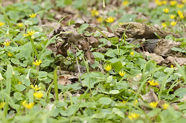 507120 - Lesser celandine (Ficaria verna syn. Ranunculus ficaria) and few flowered leek (Allium paradoxum)