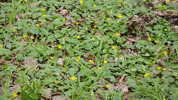 507131 - Lesser celandine (Ficaria verna syn. Ranunculus ficaria) and few flowered leek (Allium paradoxum)