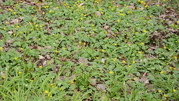 507132 - Lesser celandine (Ficaria verna syn. Ranunculus ficaria) and few flowered leek (Allium paradoxum)