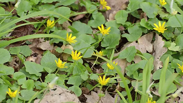507133 - Lesser celandine (Ficaria verna syn. Ranunculus ficaria) and few flowered leek (Allium paradoxum)