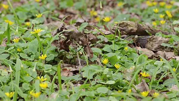 507134 - Lesser celandine (Ficaria verna syn. Ranunculus ficaria) and few flowered leek (Allium paradoxum)