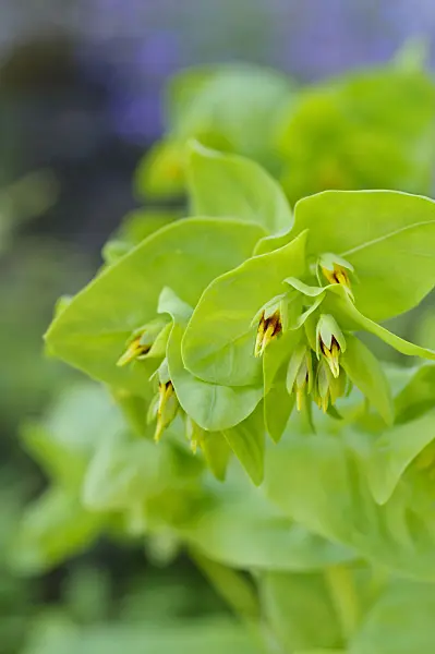 472157 - Lesser honeywort (Cerinthe minor)