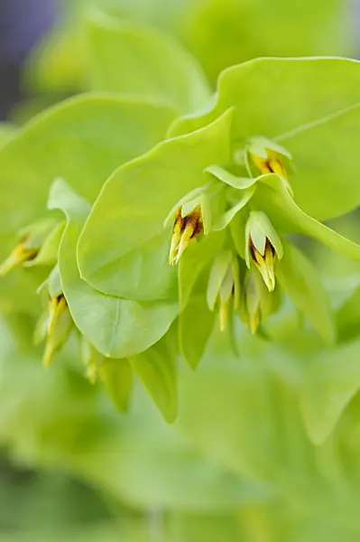 472158 - Lesser honeywort (Cerinthe minor)