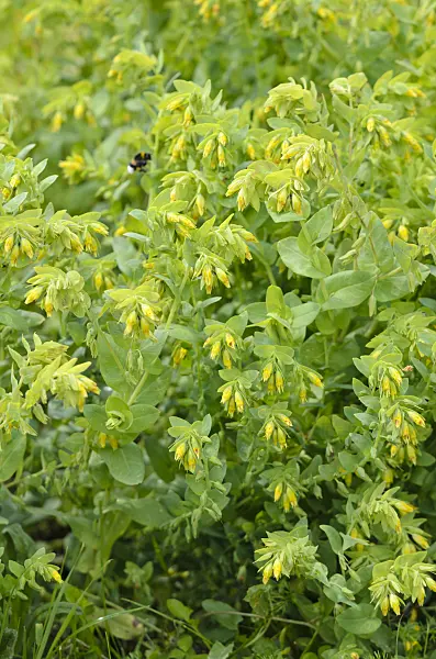 533208 - Lesser honeywort (Cerinthe minor subsp. minor)