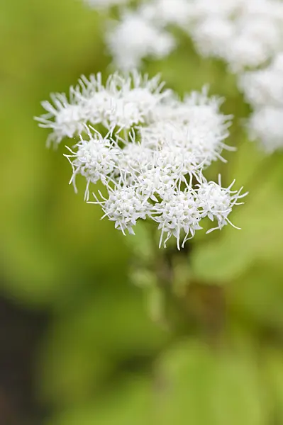 489032 - Lesser snakeroot (Ageratina aromatica syn. Eupatorium aromaticum)