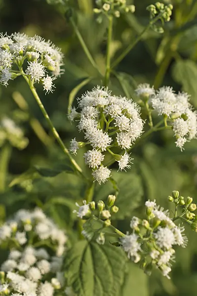 511318 - Lesser snakeroot (Ageratina aromatica syn. Eupatorium aromaticum)