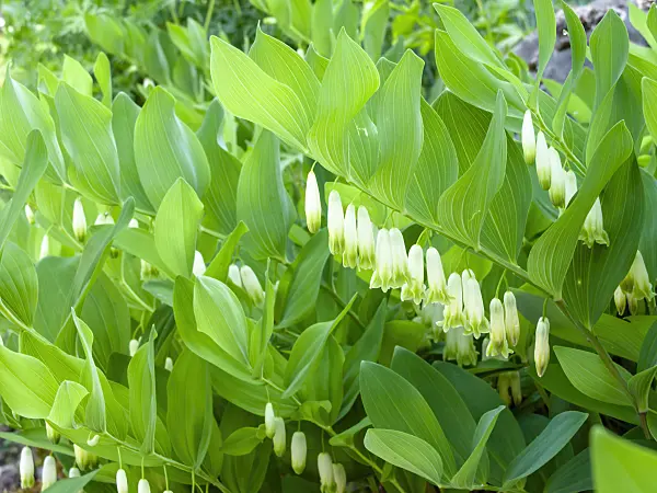 437254 - Lesser Solomon's seal (Polygonatum odoratum)