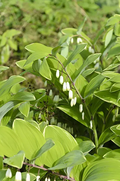 508093 - Lesser Solomon's seal (Polygonatum odoratum var. pluriflorum 'Variegatum')