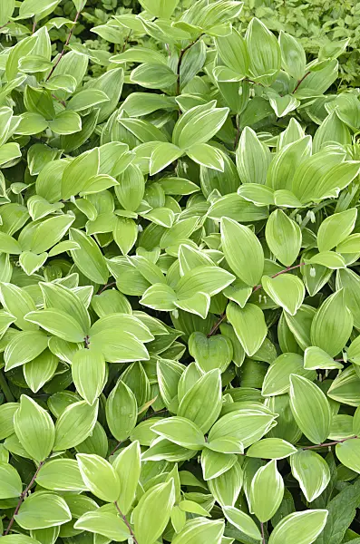 508164 - Lesser Solomon's seal (Polygonatum odoratum var. pluriflorum 'Variegatum')