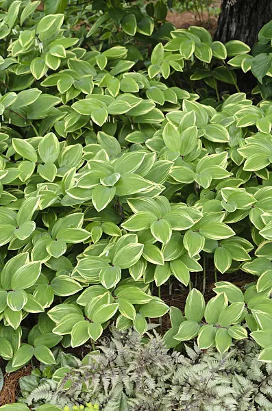508166 - Lesser Solomon's seal (Polygonatum odoratum var. pluriflorum 'Variegatum')