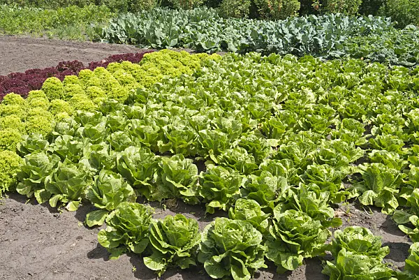 534252 - Lettuce (Lactuca)
