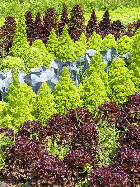 523255 - Lettuce (Lactuca) and cabbage (Brassica oleracea)