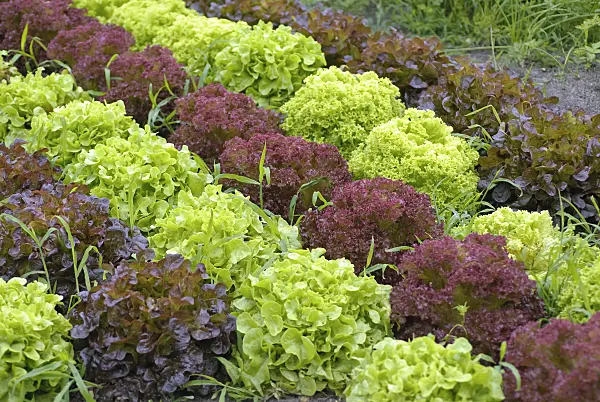 490087 - Lettuce (Lactuca sativa)