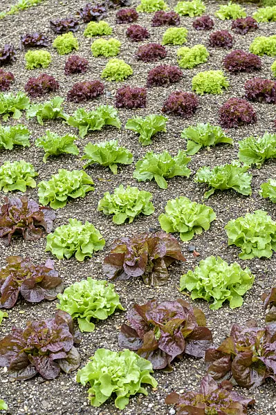 593111 - Lettuce (Lactuca sativa)