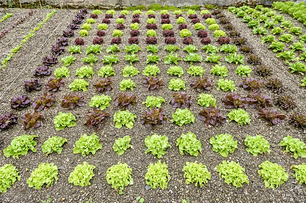 593112 - Lettuce (Lactuca sativa)