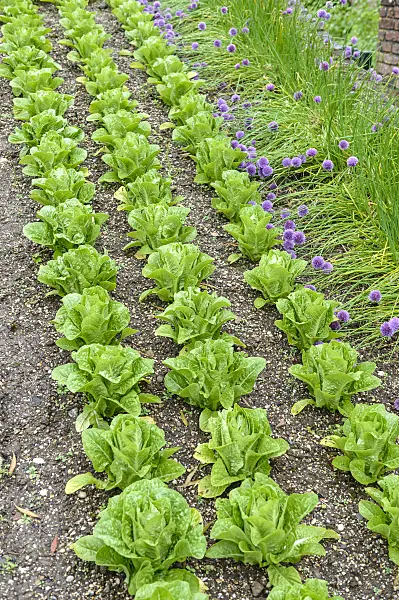 593113 - Lettuce (Lactuca sativa)
