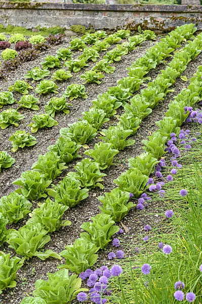 593114 - Lettuce (Lactuca sativa)
