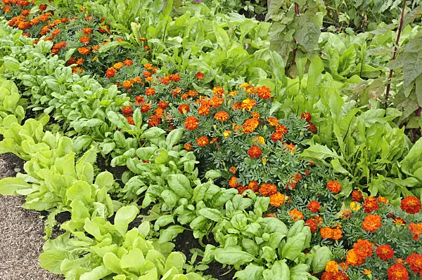 487257 - Lettuce (Lactuca sativa) and marigolds (Tagetes)