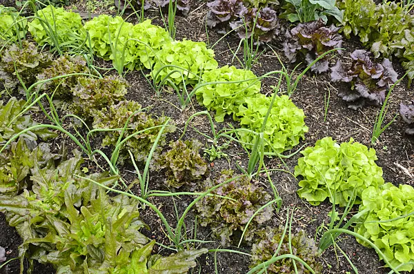 508148 - Lettuce (Lactuca sativa) and Welsh onion (Allium fistulosum)