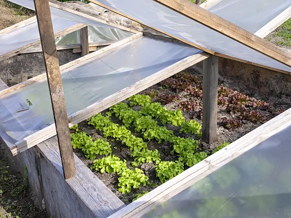 490019 - Lettuce (Lactuca sativa) in a cold frame