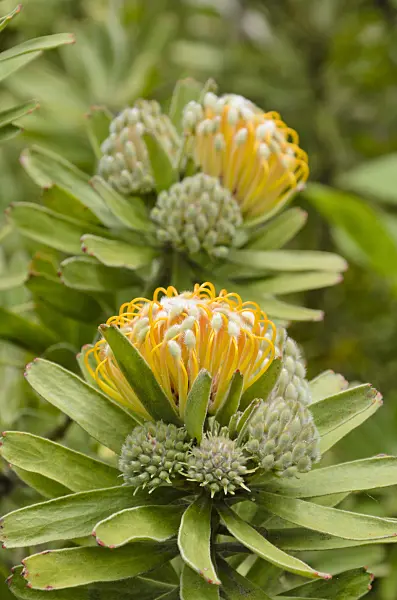 508499 - Leucospermum erubescens