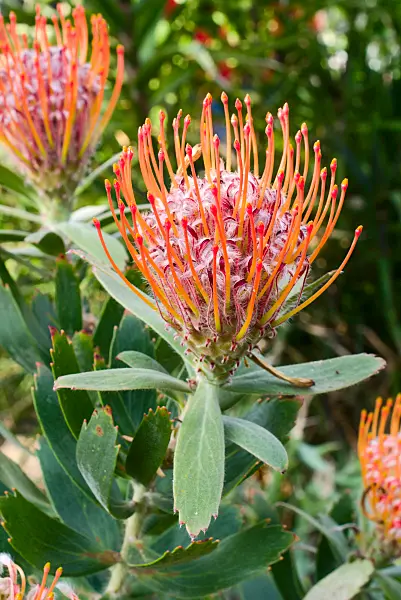 672049 - Leucospermum glabrum