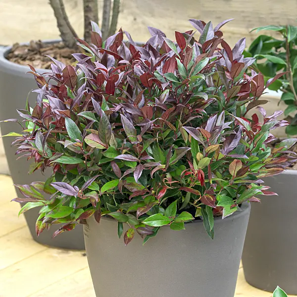 625247 - Leucothoe keiskei 'Royal Ruby'