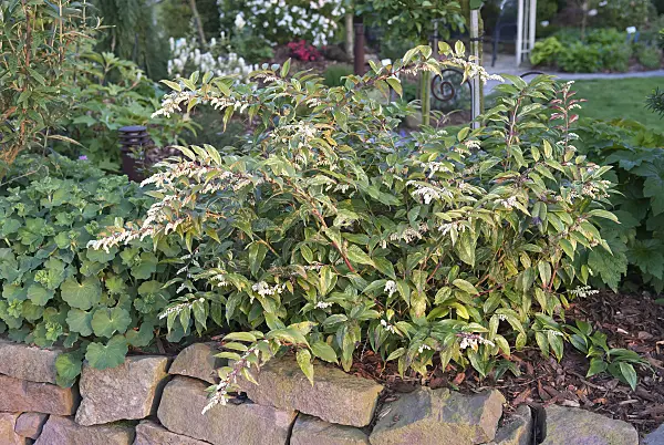 502247 - Leucothoe walteri 'Rainbow'