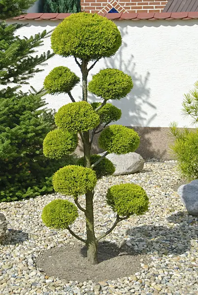 490054 - Leyland cypress (Cupressocyparis leylandii 'Castlewellan Gold')
